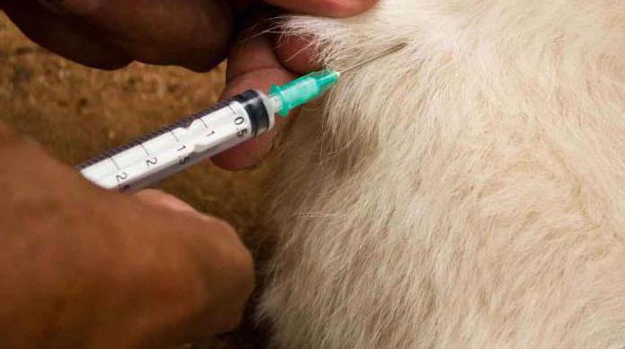how to put the dog intramuscular injection