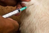 How to make the right intramuscular injection to a dog?