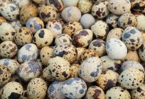 When the quail will start laying eggs and how to stimulate oviposition?