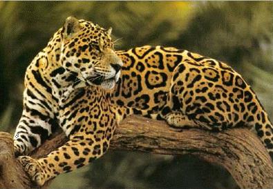 el jaguar, el animal