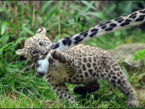 el jaguar, el animal de la foto