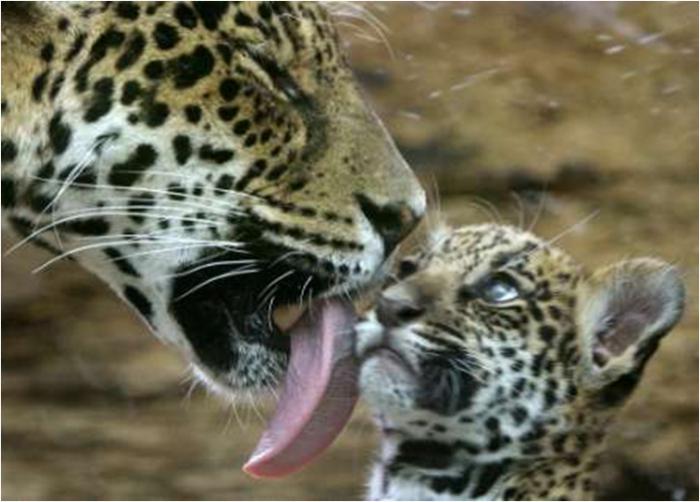 el animal jaguar