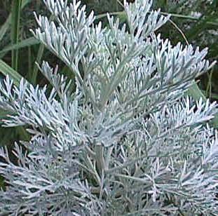 Kraut Artemisia medizinische Eigenschaften