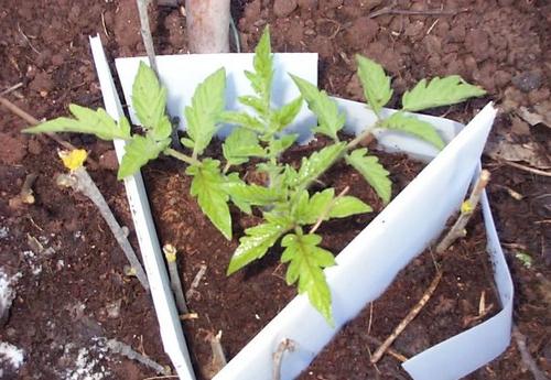 transplanting tomatoes in the ground