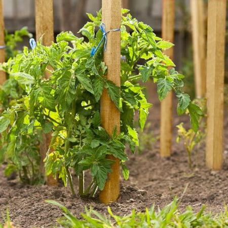 transplanting of tomato in open ground