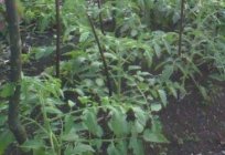 Огородо-de campo diligencias: el desembarco de las plántulas de tomate en el suelo