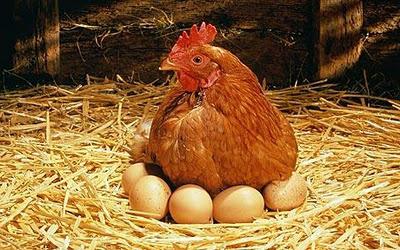 bir Cins tavuk yumurtacı tavuk fotoğraf