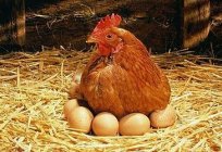 सामग्री के बिछाने मुर्गियाँ देश में और उनके लिए देखभाल