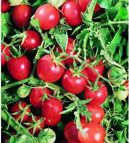 las semillas de los tomates de invernaderos de policarbonato