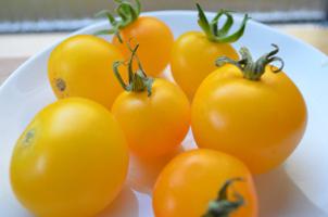los mejores tomates de la variedad para invernaderos