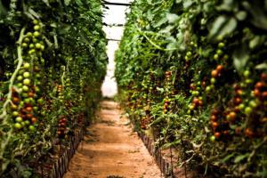 the best tomato seeds for the greenhouse