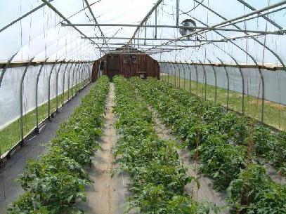 nasiona dużych pomidorów do szklarni