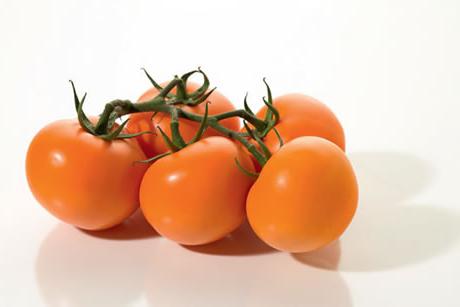 las semillas de la низкорослых tomates de invernaderos
