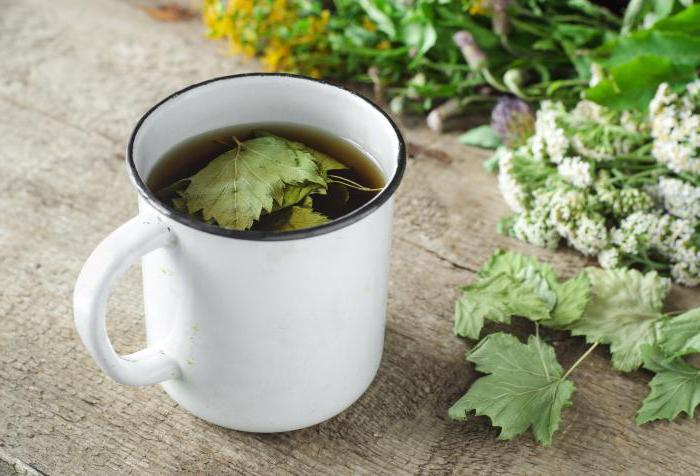 fermentar folhas de groselha para preparar chá
