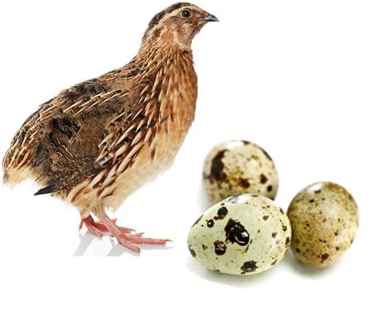перепелиные huevos en ayunas