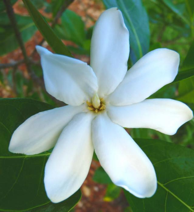 Tahitian Gardenia description