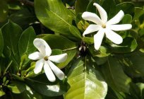 Tahitian Gardenia: photo, description, care