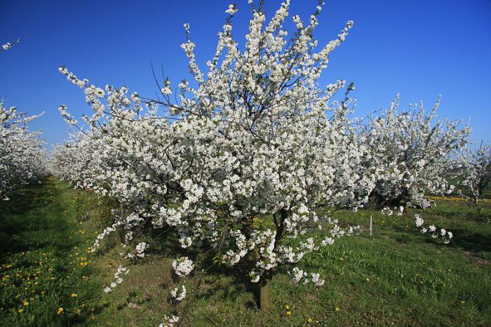 las variedades de cerezas de la región de leningrado