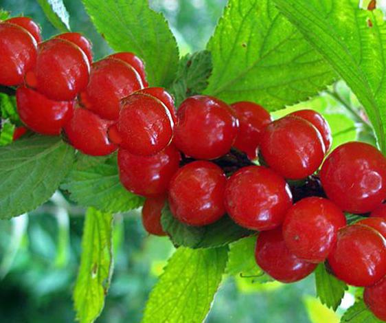 felted cherry varieties for the Leningrad region