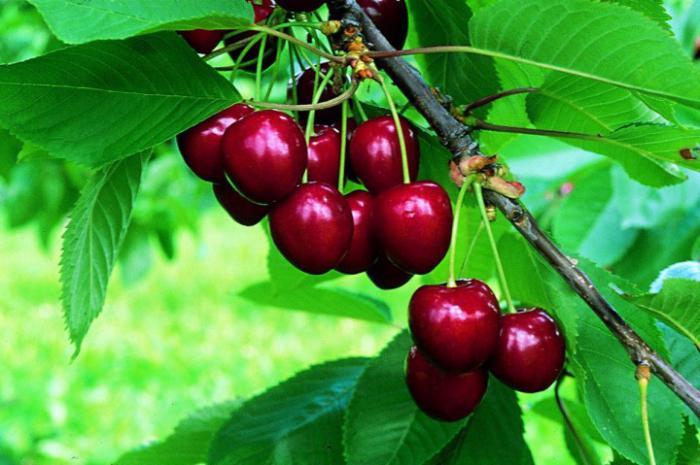 variedades de cereja para a região de leningrado viajante