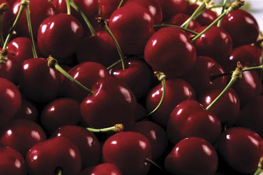 cherry Bush varieties for Leningrad oblast
