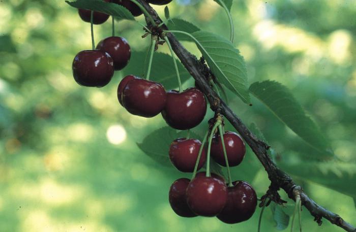 what varieties of cherries are best for the Leningrad region