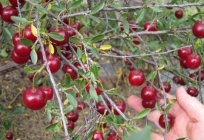 The best cherry varieties for the Leningrad region