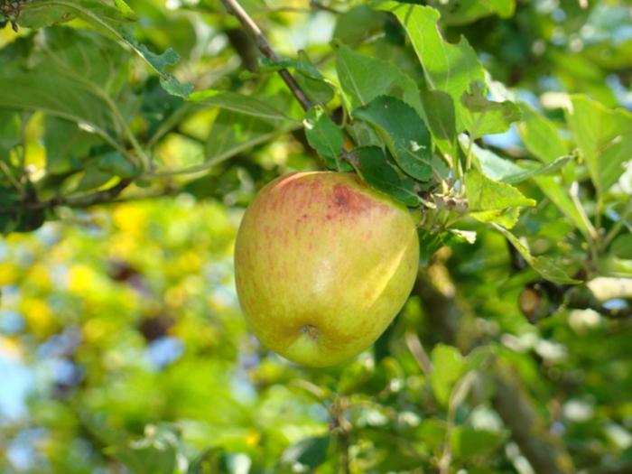 Мантет elma ağacı yorumlar