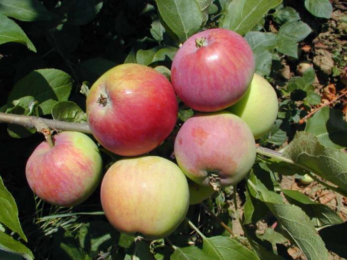 apple tree Мантет descrição variedades