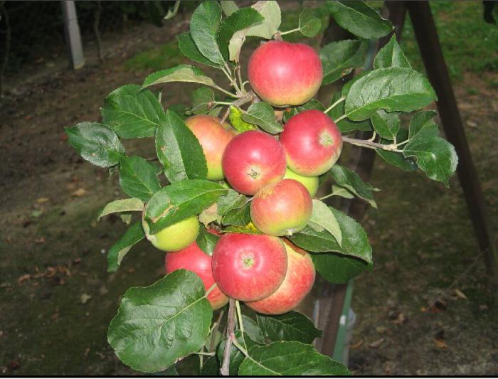Elma ağacı Мантет fotoğraf açıklaması