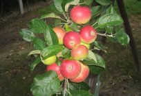 El manzano Мантет: descripción de la variedad, de la plantación y el cuidado de