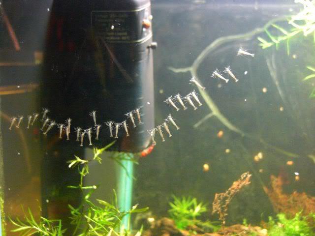 camarones фильтраторы en el acuario