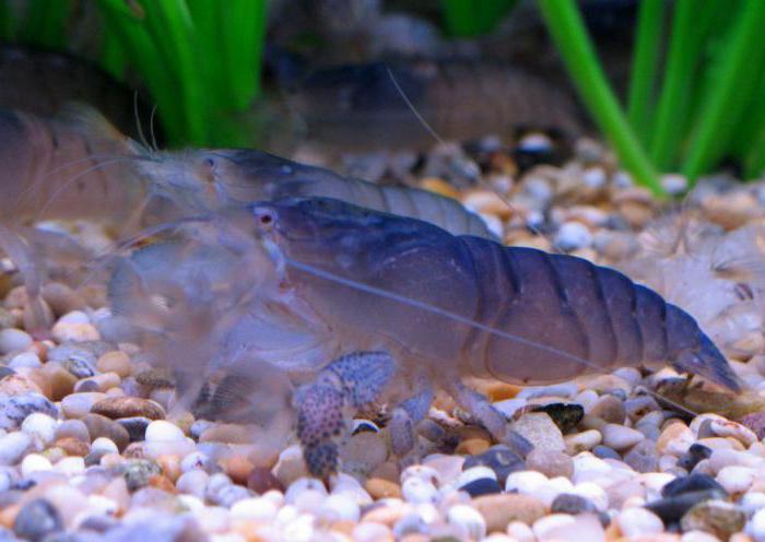 shrimp are filter feeders content