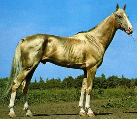 ахалтекінська порода коней фото