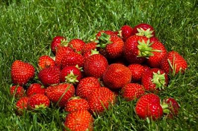 Strawberry Lagerhaus von Vitaminen