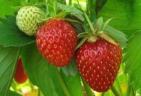 When to plant strawberries: how to determine the optimum planting time