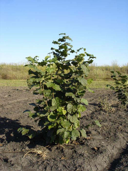Hazelnut planting and caring