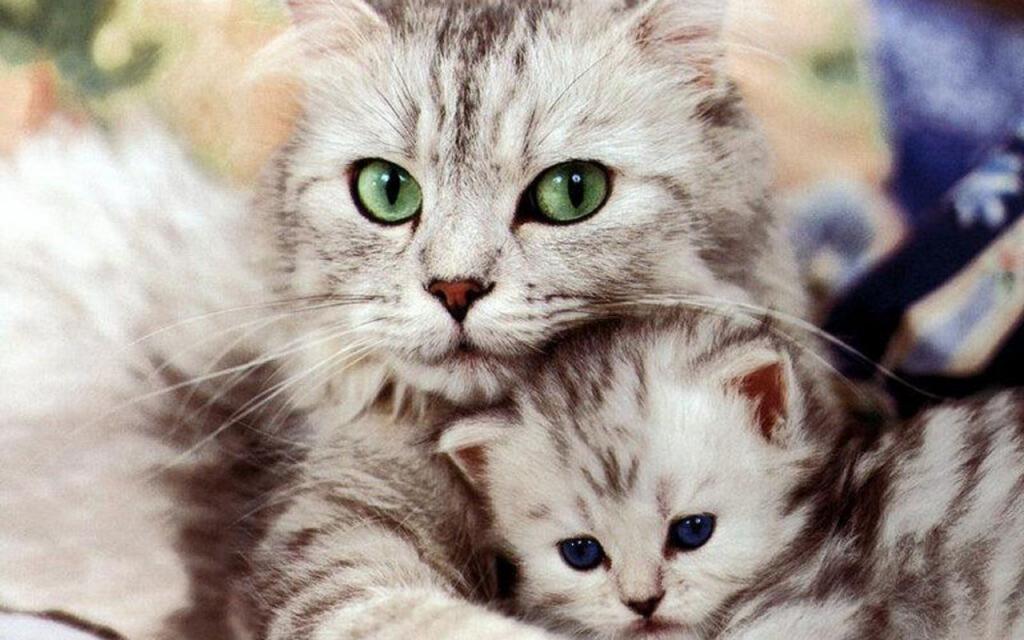 Kedi ile yavru kedi