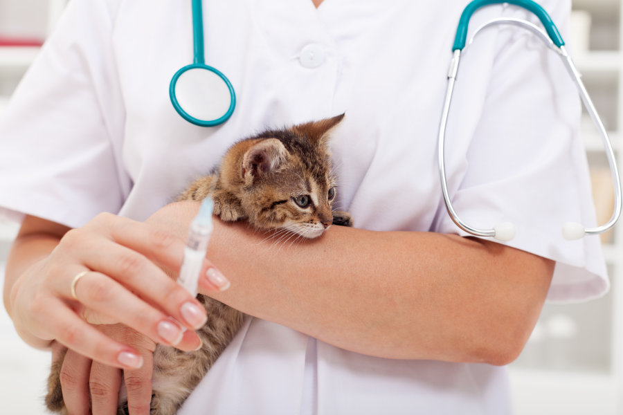 Treatment for cats from panleukopenia
