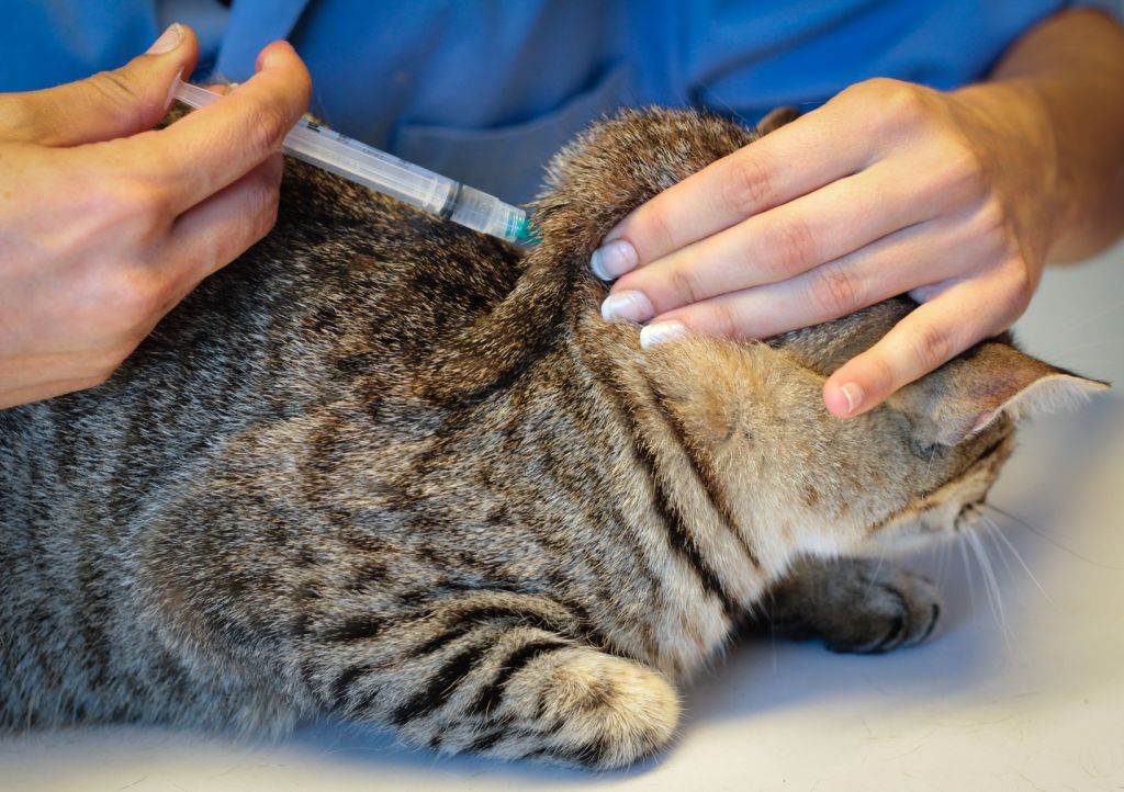 Vaccination of cats from panleukopenia