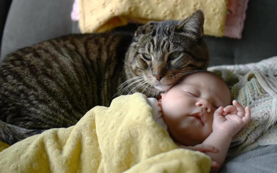 o Gato e a criança