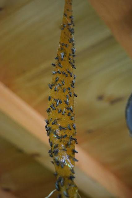 destruction of the flies in a wooden house
