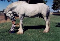 سلالة الخيول Percheron: صور ، سعر وصف من سلالة