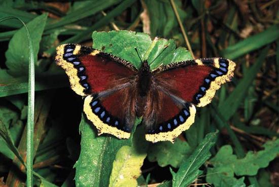 a butterfly, the mourning cloak