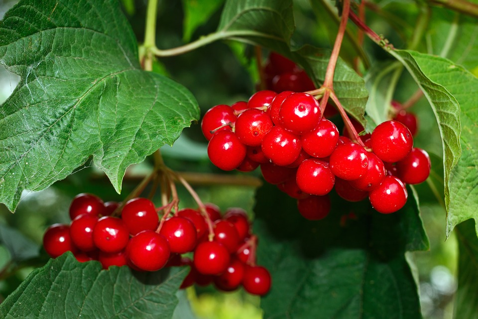 Recipes of treatment with viburnum berries