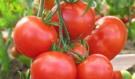 الطماطم Lyubasha التقييمات