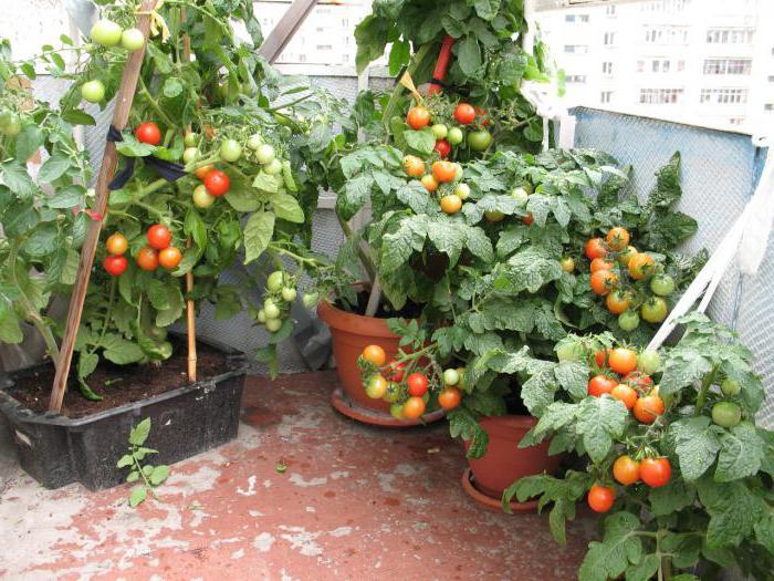 domates любаша fotoğraf değerlendirmeleri