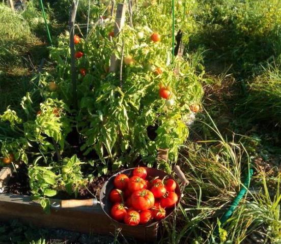 tomato Lyubasha reviews photo yield