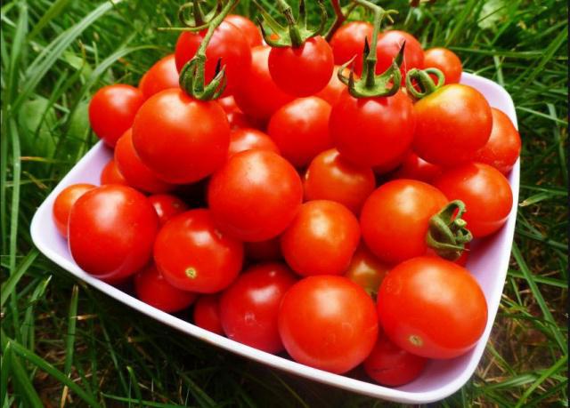 uma variedade de tomate любаша viajante