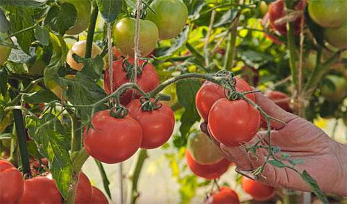 الطماطم Lyubasha الصور الوصف التقييمات